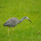 White face heron